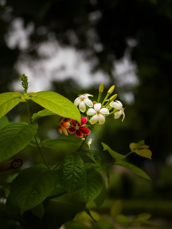 Vrindavan Flowers, photographed in Vrindavan, India.