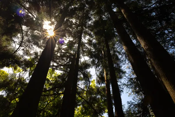 Tea Garden Trees, photographed in San Francisco, California.