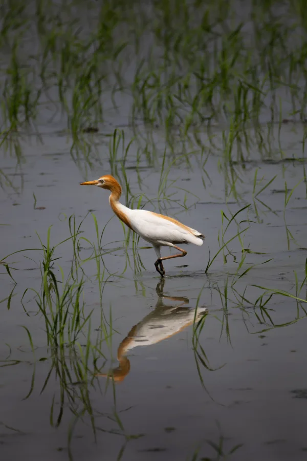 Egret in time, photographed in Vrindavan, India.