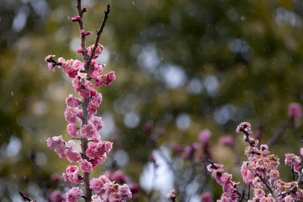 Sakura, photographed in Nara, Japan.
