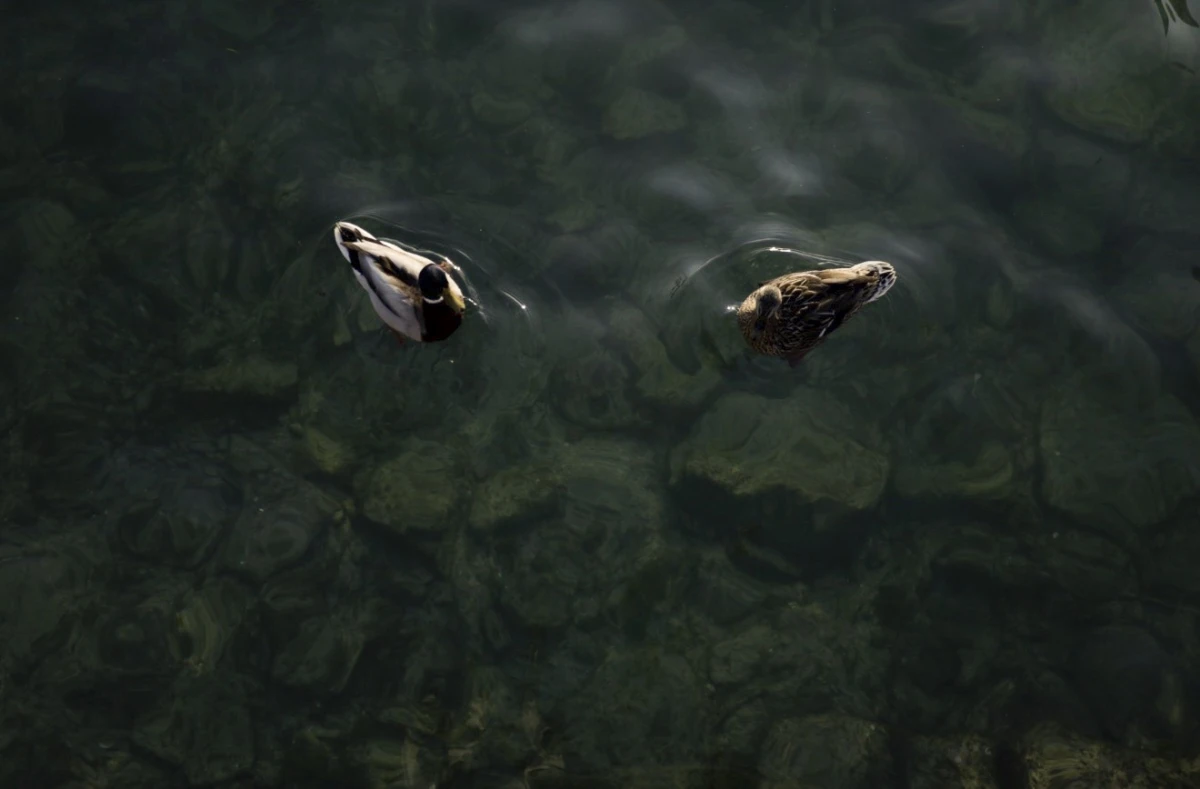 Two ducks float on deep green water above submerged stones.