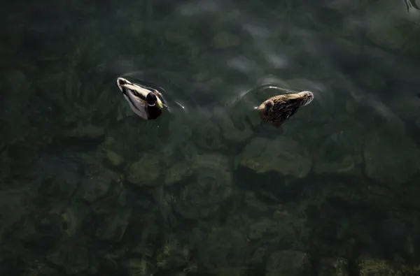 Two ducks float on deep green water above submerged stones.