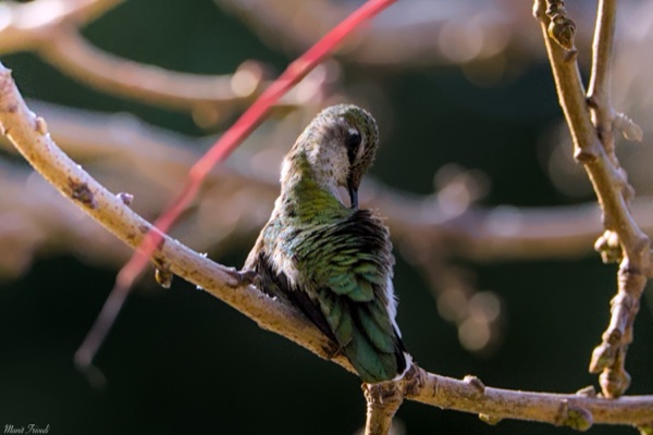 A small bird turns its head into its feathers while perched on a branch.