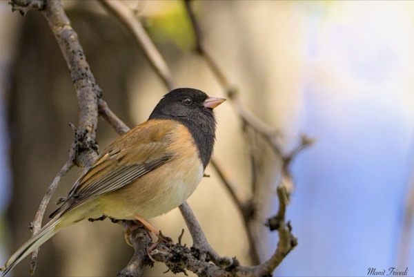 A dark-headed bird with pale chest feathers perches among branches.