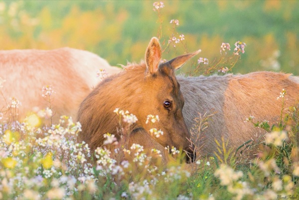 An elk rests among small wildflowers in a sunlit meadow.