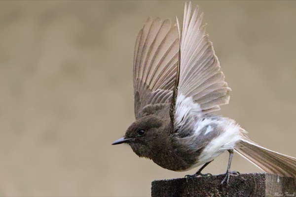 A small bird raises one wing while standing on a perch.