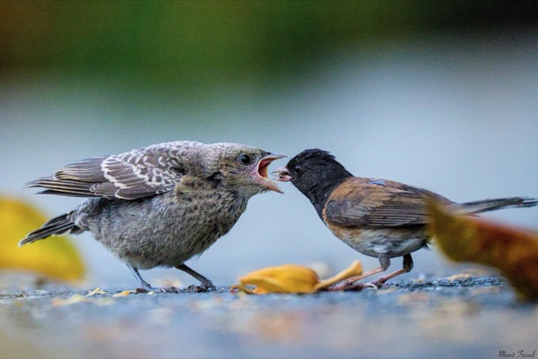 Two birds face one another with open beaks on the ground.