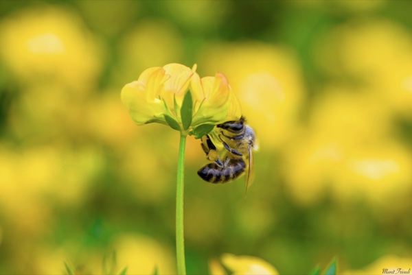 A bee clings beneath a small flower on a slender stem.