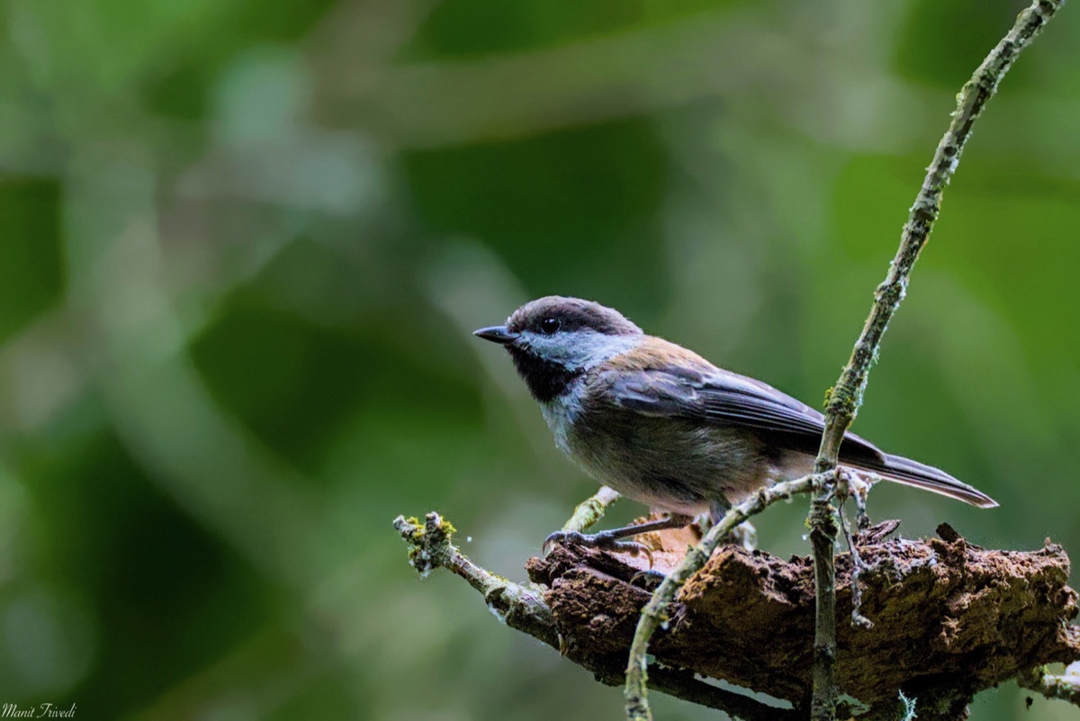 A small dark-headed bird stands on a mossy branch.