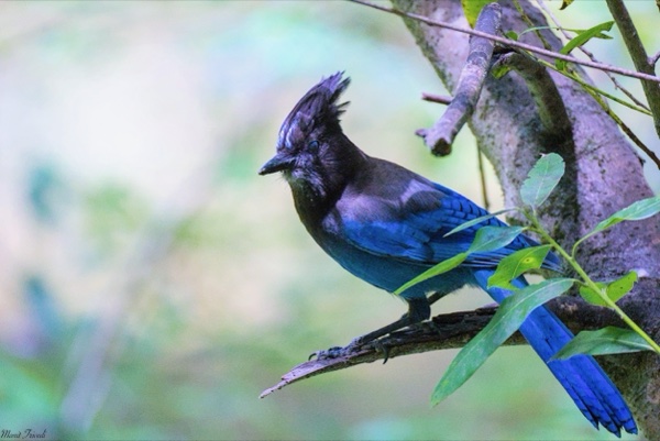 A crested jay perches on a branch among leaves.