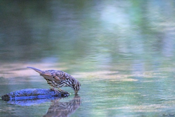A patterned songbird lowers its beak to the water from a small rock.