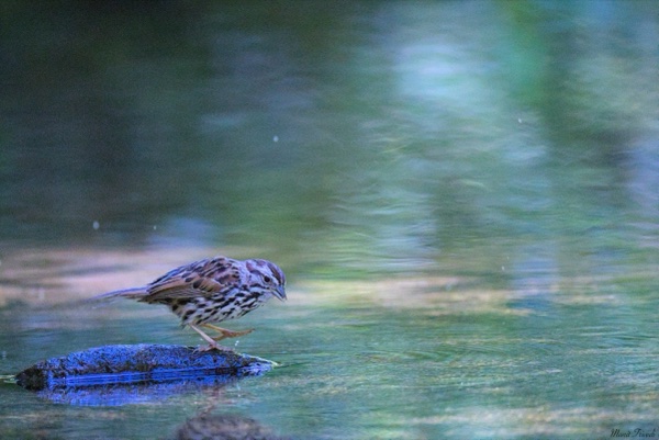 A patterned songbird stands on a wet rock beside rippling water.