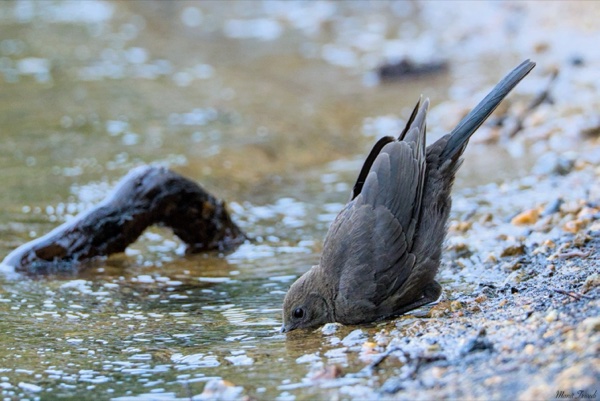 A gray bird leans forward to drink from shallow water.