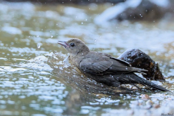 A gray bird splashes in shallow water with droplets around it.