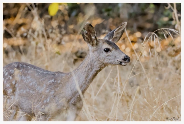 A deer looks to the side amid dry grasses.