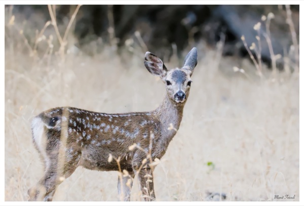 A spotted young deer stands facing the camera in tall dry grass.