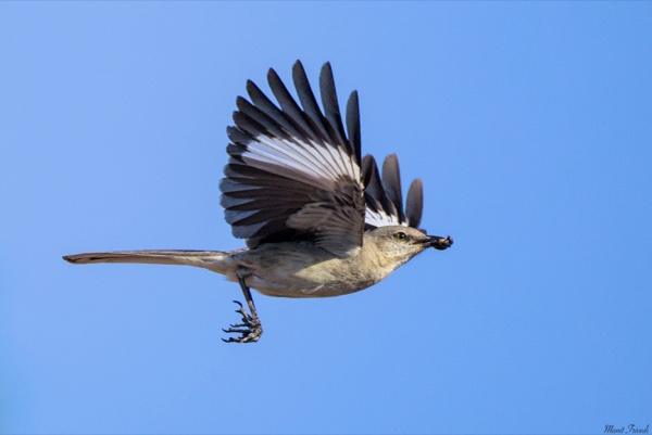 A bird flies with its wings spread and food held in its beak.