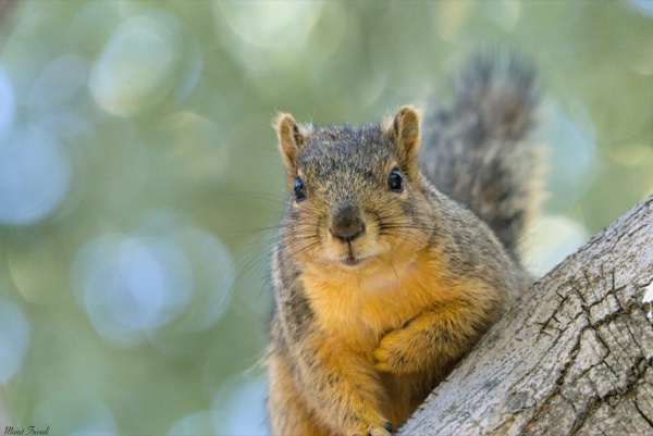 A squirrel faces the camera while sitting on a tree branch.