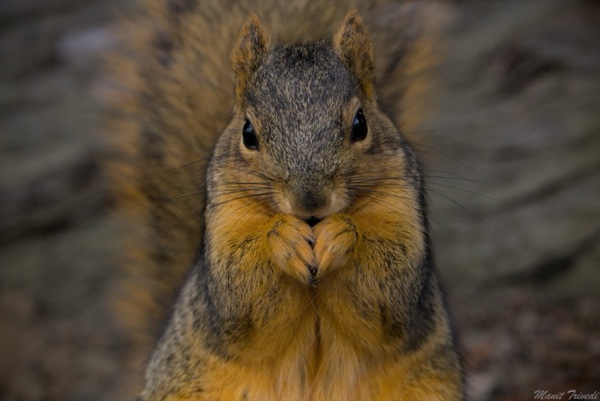 A squirrel holds its paws beneath its nose while eating.