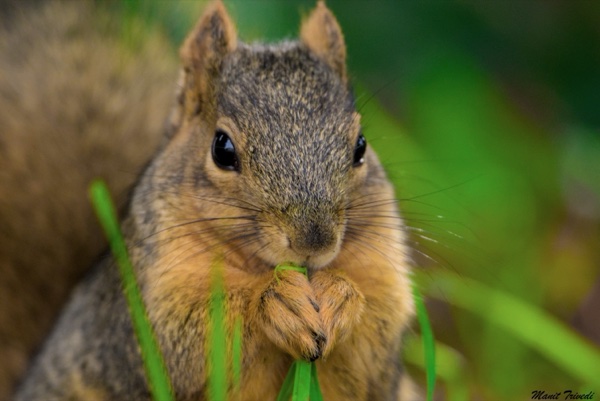 A squirrel eats beside blades of grass with its paws held together.