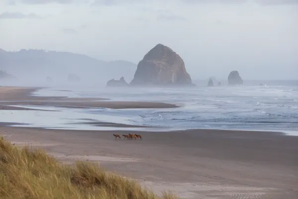 Horses cross the sand beneath Haystack Rock in coastal mist.