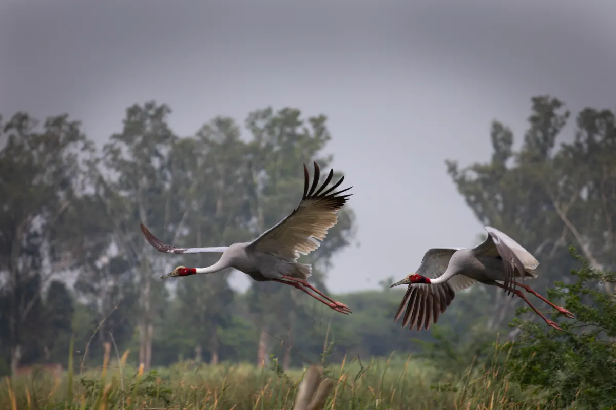 Elusive Sarus, photographed in Vrindavan, India.