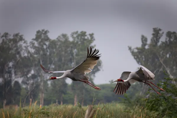 Elusive Sarus, photographed in Vrindavan, India.